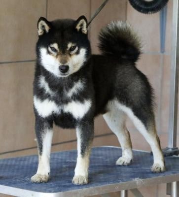 image de Itsumo-tarou