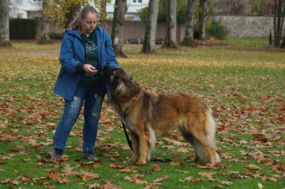 Étalon Leonberger - CH. Wynnona Du Haie Des Saules
