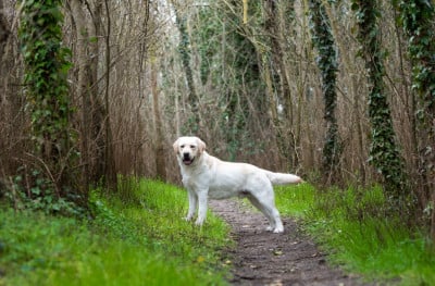 Étalon Labrador Retriever - True bad boy du pré de l'égvonne}