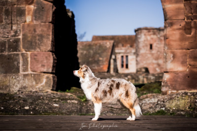 Étalon Berger Australien - Savane Of Gold In The Heart