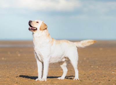 Étalon Labrador Retriever - True bad boy du pré de l'égvonne