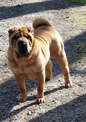 Étalon Shar Pei - Ramaya De L'Esprit De Buchido