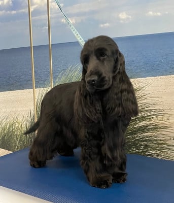 Étalon Cocker Spaniel Anglais - CH. Upscale du Bois d'Achelles