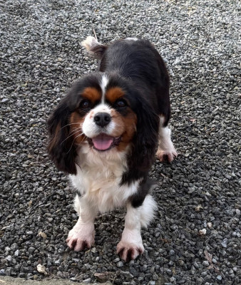 Étalon Cavalier King Charles Spaniel - Sanstress Des Vents D'Océan