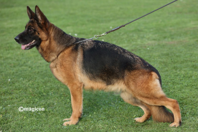 Étalon Berger Allemand - Urma du Parc a Mitrailles