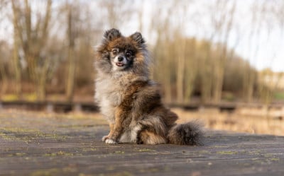 Étalon Spitz allemand - Tiana (Sans Affixe)