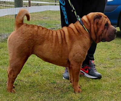 Étalon Shar Pei - U u De L'Esprit De Buchido