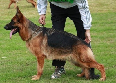 Étalon Berger Allemand - Riva du domaine de sanctae crucis