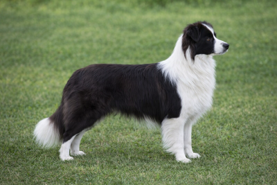 Étalon Border Collie - Terre 'de feu De La Cité Des Peintres