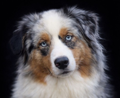 Étalon Berger Australien - Tica blue lea moon dream De La Colombe Béarnaise