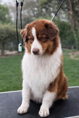 Étalon Berger Australien - Unforgettable red choice Of Eternal Red Heart