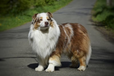 Étalon Berger Australien - Unless you have faith De L'eldorado Du Bonheur