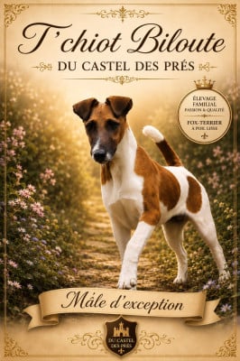 Étalon Fox Terrier Poil lisse - T'chiot biloute - Fox Terrier à poil lisse Du castel des pres