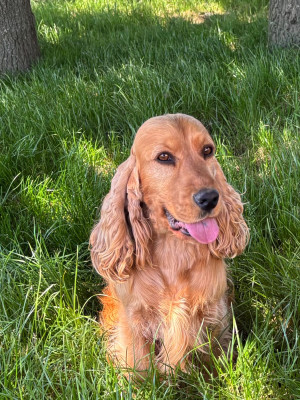 Étalon Cocker Spaniel Anglais - Totem De La Lisardière