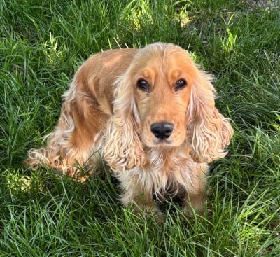 Étalon Cocker Spaniel Anglais - Ushuaia Des Vents D'Océan