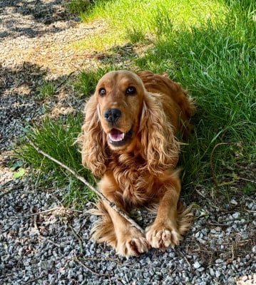 Étalon Cocker Spaniel Anglais - Satine Des Vents D'Océan