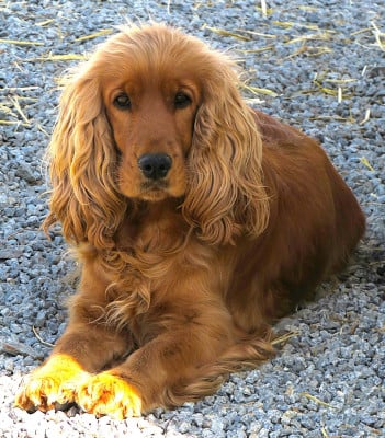 Étalon Cocker Spaniel Anglais - Tacita Des Vents D'Océan