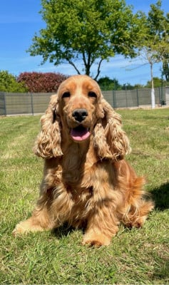 Étalon Cocker Spaniel Anglais - Sentiment Des Vents D'Océan