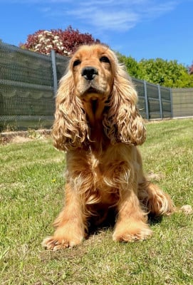 Étalon Cocker Spaniel Anglais - Saphir Des Vents D'Océan