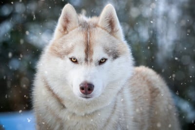 Étalon Siberian Husky - Thanos Le Bonheur De Laé