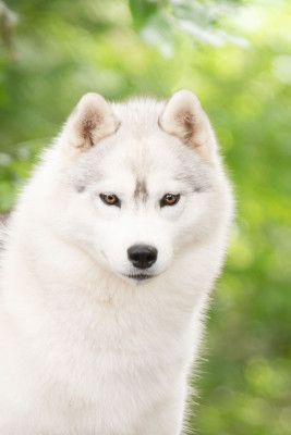 Étalon Siberian Husky - U'akira l'appel de la meute