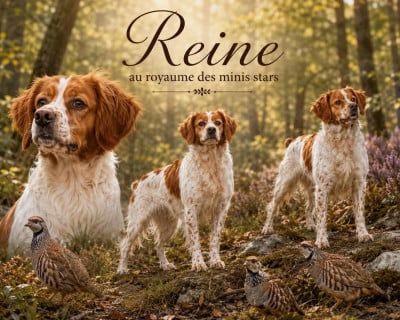 Étalon Epagneul Breton - TR. Reine au Royaume Des Minis Stars