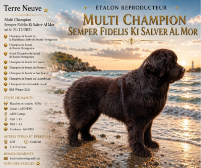 Étalon Terre-neuve - CH. Semper fidelis Ki Salver Al Mor