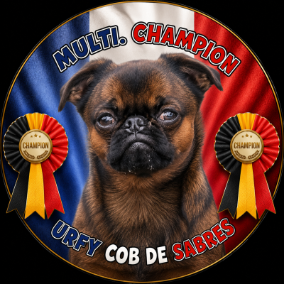 Étalon Petit Brabançon - CH. Urfy cob de Sabres