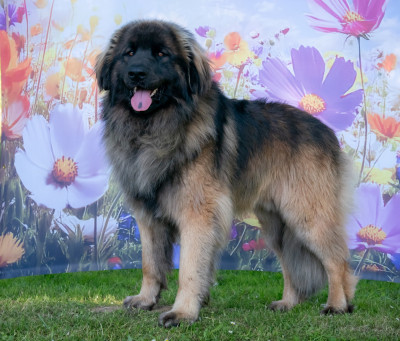 Étalon Leonberger - U'Mufasa Hadimalaïka Des Terres De Sigiriya