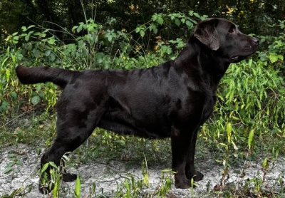 Étalon Labrador Retriever - Vy canis majoris victor victoria's