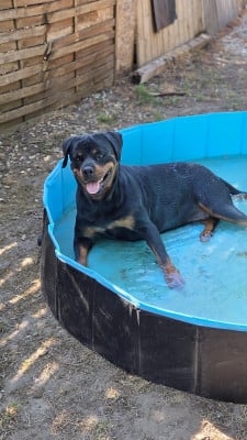 Étalon Rottweiler - Uccia Des Princes De L'albinol