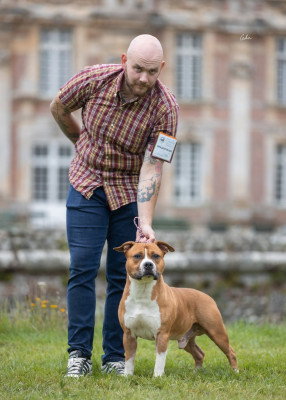 Étalon American Staffordshire Terrier - CH. Tannhauser honor old blood Du chemin des moulins