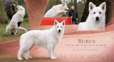 Étalon Berger Blanc Suisse - Rüben Titre Initial