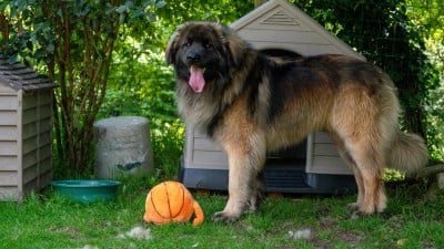 Étalon Leonberger - U'Mufasa Hadimalaïka Des Terres De Sigiriya}