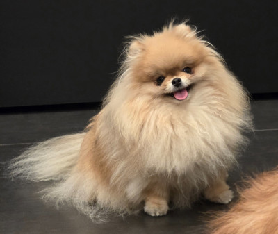 Étalon Spitz allemand - floryartpom's Elodie the secret