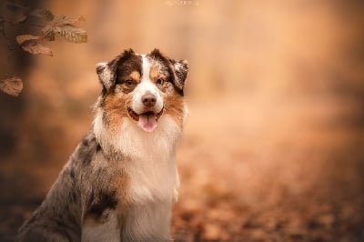 Étalon Berger Américain Miniature - Sitka mini honey loup charly De La Forêt Qui Chante}