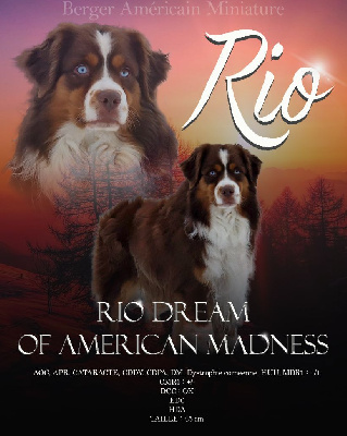 Étalon Berger Américain Miniature - Rio dream of american madness