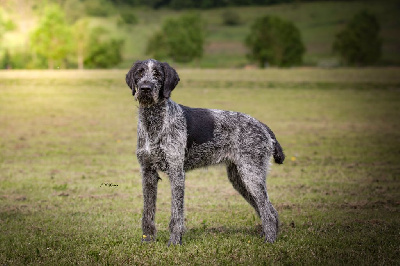 Étalon Chien d'arrêt allemand à poil dur - Same du clos d'ailly