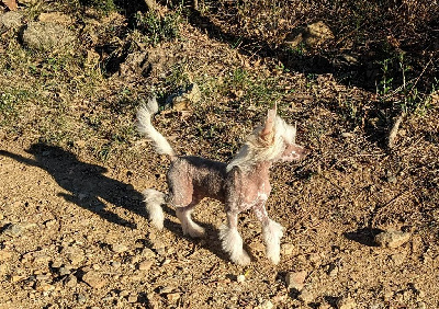 Étalon Chien chinois à crête - Tong shui Des Zephyrs De L'olympe