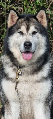 Étalon Alaskan Malamute - CH. Nanook Of Legends Inupiak