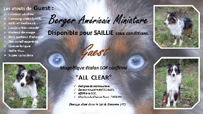 Étalon Berger Américain Miniature - True v i p guest De La Cour Des Iles