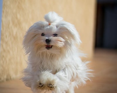 Étalon Bichon maltais - Taylor du domaine de l'Aristochien