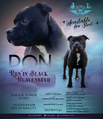 Étalon Staffordshire Bull Terrier - Heavenstaff Ron'in black
