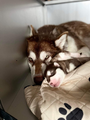 Étalon Alaskan Malamute - asolfr Fidèle aela