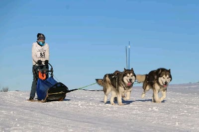 Étalon Alaskan Malamute - Pamiiyok De Prana Des Loups