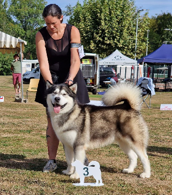 Étalon Alaskan Malamute - CH. Ans Enearian Gray wolf'heart