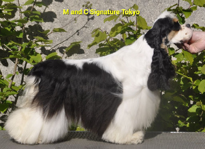 Étalon American Cocker Spaniel - M And C Signature Tokyo