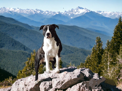 Étalon American Staffordshire Terrier - Strong and proud gold'r De L'eldorado Du Bonheur