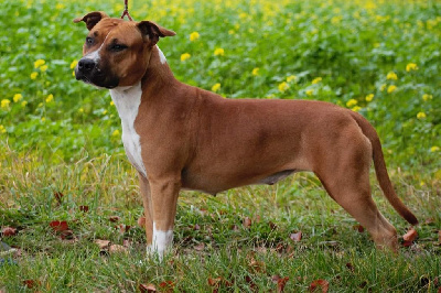Étalon American Staffordshire Terrier - Roslyne 23 sth Of Iss Arena
