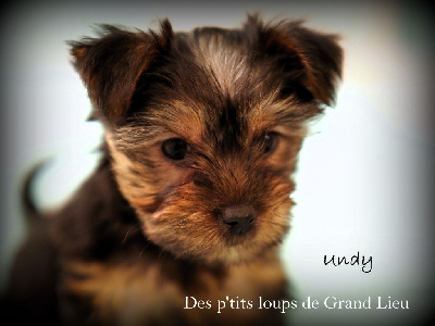 Étalon Australian Silky Terrier - Undy Des P'tits Loups De Grand Lieu